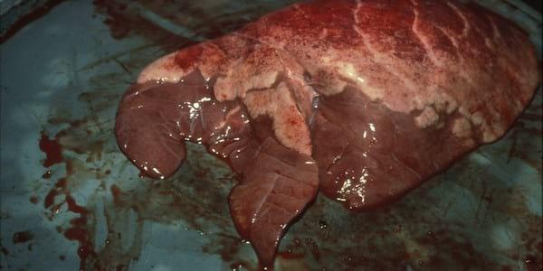 Attempted eradication of PRRS virus, enzootic pneumonia, Actinobacillus pleuropneumonia and streptococcal meningitis - Image 2