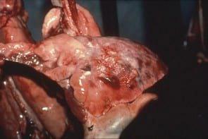 Attempted eradication of PRRS virus, enzootic pneumonia, Actinobacillus pleuropneumonia and streptococcal meningitis - Image 3