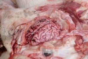 Attempted eradication of PRRS virus, enzootic pneumonia, Actinobacillus pleuropneumonia and streptococcal meningitis - Image 4