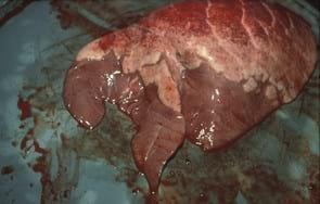 Successful attempt to eradicate PRRS virus and enzootic pneumonia from a breeder/finisher herd - Image 3