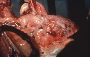 Successful attempt to eradicate PRRS virus and enzootic pneumonia from a breeder/finisher herd - Image 4