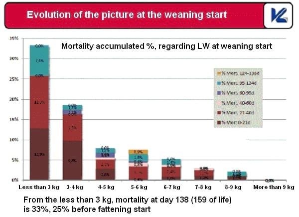 How to reduce pig weight variability? - Image 6