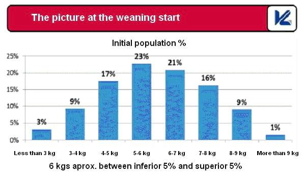 How to reduce pig weight variability? - Image 5