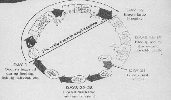Preventing Coccidiosis & Cryptosporidiosis In Beef & Dairy Cattle - Image 1