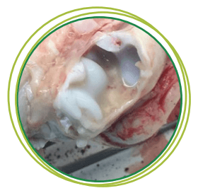 Study of Effectiveness of Hygen Pro® Strept Phytobiotic versus Clinical Strains of Streptococcus Suis of Porcine Origin - Image 1