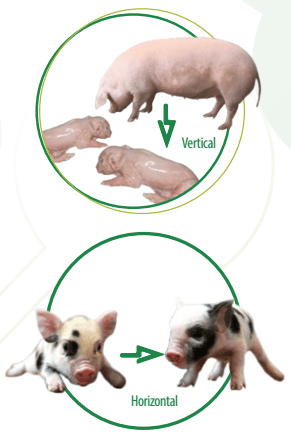 Study of Effectiveness of Hygen Pro® Strept Phytobiotic versus Clinical Strains of Streptococcus Suis of Porcine Origin - Image 2