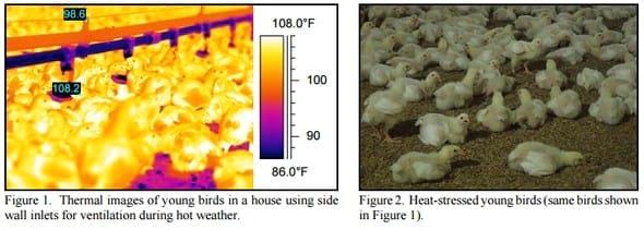 Tunnel Operation Tips for Houses with Young Birds - Image 1