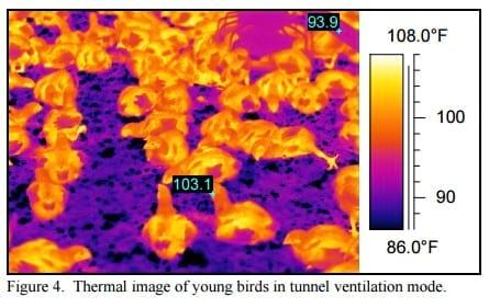 Tunnel Operation Tips for Houses with Young Birds - Image 3