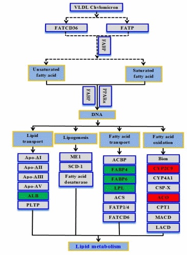 Potential of Butyrate Glycerides as an Alternative to Dietary Antibiotics: A Mechanistic Study with Broilers - Image 2