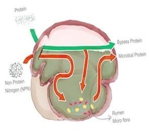 Undegradable Protein in Ruminant Nutrition - Image 1