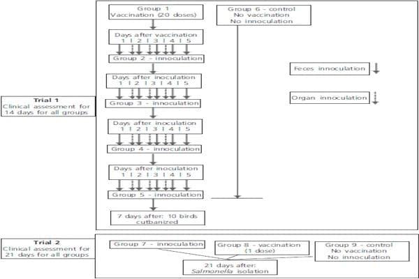 Reversion to Virulence Evaluation of a 9R Vaccine Strain of Salmonella enterica Serovar Gallinarum in Commercial Brown Layers - Image 1