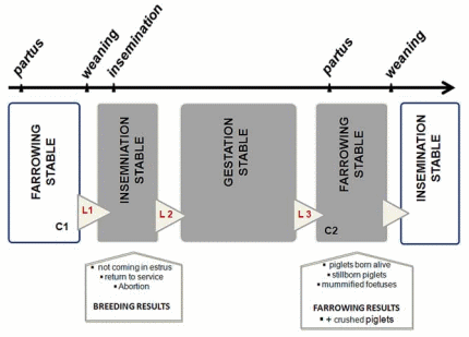 Prevalence of Lameness and Claw Lesions During Different Stages in the Reproductive Cycle of Sows and the Impact on Reproduction Results - Image 2