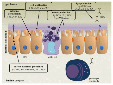 The Impact of Fusarium Mycotoxins on Human and Animal Host Susceptibility to Infectious Diseases - Image 1