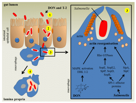 The Impact of Fusarium Mycotoxins on Human and Animal Host Susceptibility to Infectious Diseases - Image 2
