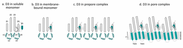 Perfringolysin O: The Underrated Clostridium perfringens Toxin? - Image 4