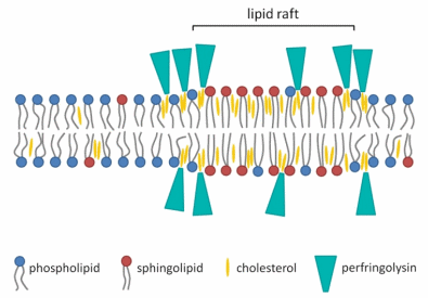 Perfringolysin O: The Underrated Clostridium perfringens Toxin? - Image 3