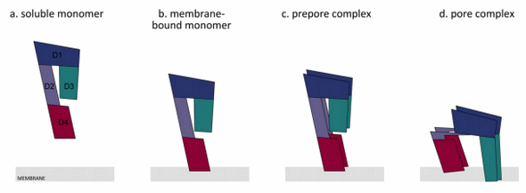 Perfringolysin O: The Underrated Clostridium perfringens Toxin? - Image 5