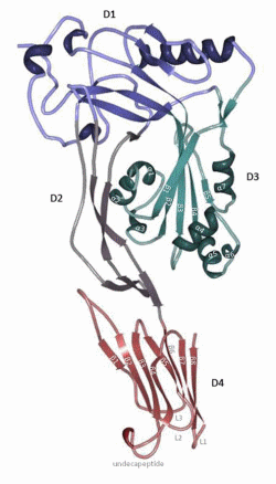 Perfringolysin O: The Underrated Clostridium perfringens Toxin? - Image 1