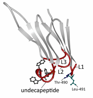 Perfringolysin O: The Underrated Clostridium perfringens Toxin? - Image 2