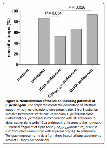 The C-terminal Domain of Clostridium Perfringens Alpha Toxin as a Vaccine Candidate Against Bovine Necrohemorrhagic Enteritis - Image 9