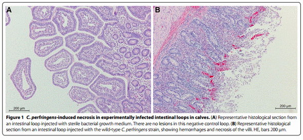 The C-terminal Domain of Clostridium Perfringens Alpha Toxin as a Vaccine Candidate Against Bovine Necrohemorrhagic Enteritis - Image 7