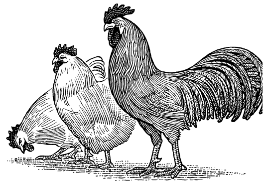 Evaluating Water Quality for Poultry - Image 1
