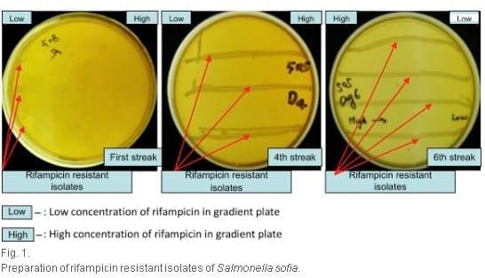 Use of Lactobacillus johnsonii in broilers challenged with Salmonella sofia - Image 2