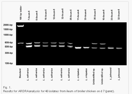 Delivery routes for probiotics: Effects on broiler performance, intestinal morphology and gut microflora - Image 12