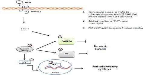 A role for the non-canonical Wnt-ß-Catenin and TGF-ß signaling pathways in the induction of tolerance during the establishment of a Salmonella enterica serovar Enteritidis persistent cecal infection in chickens - Image 10
