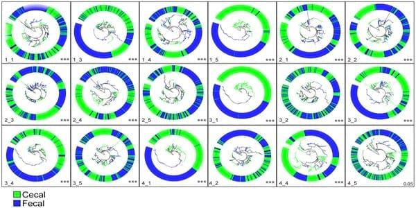 Spatial and Temporal Changes in the Broiler Chicken Cecal and Fecal Microbiomes and Correlations of Bacterial Taxa with Cytokine Gene Expression - Image 3