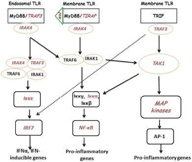 Gene expression analysis of Toll-like receptor pathways in heterophils from genetic chicken lines that differ in their susceptibility to Salmonella enteritidis - Image 6