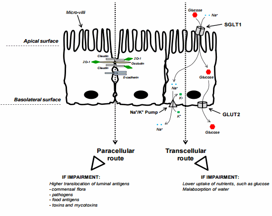 Modulation of Intestinal Functions Following Mycotoxin Ingestion: Meta-Analysis of Published Experiments in Animals - Image 5