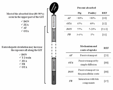 Modulation of Intestinal Functions Following Mycotoxin Ingestion: Meta-Analysis of Published Experiments in Animals - Image 3