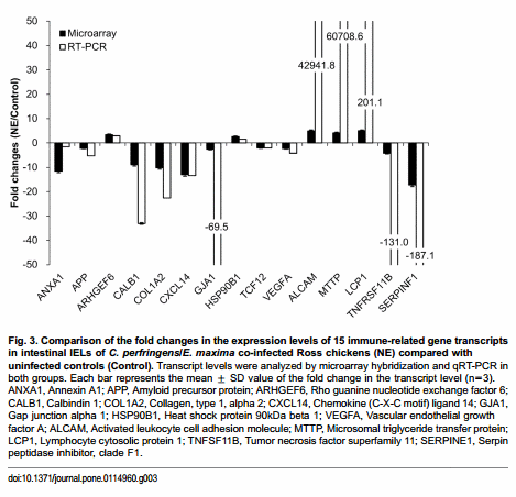 Transcriptional Profiles of Host-Pathogen Responses to Necrotic Enteritis and Differential Regulation of Immune Genes in Two Inbreed Chicken Lines Showing Disparate Disease Susceptibility - Image 11
