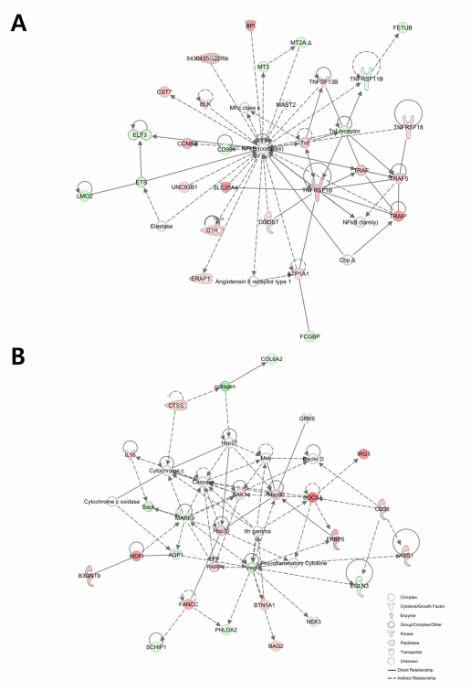 Transcriptional Profiles of Host-Pathogen Responses to Necrotic Enteritis and Differential Regulation of Immune Genes in Two Inbreed Chicken Lines Showing Disparate Disease Susceptibility - Image 10