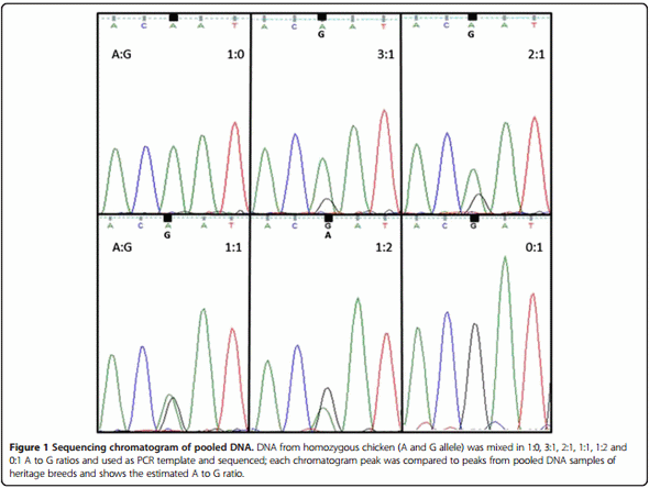 Mapping and genotypic analysis of the NK-lysin gene in chicken - Image 2