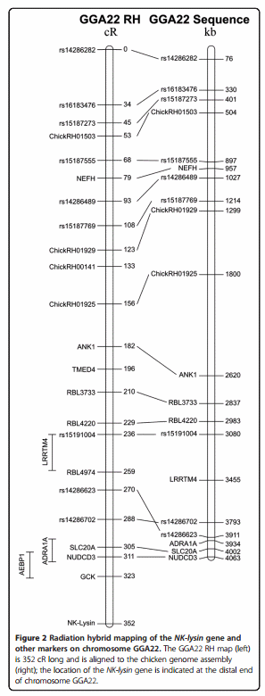 Mapping and genotypic analysis of the NK-lysin gene in chicken - Image 4