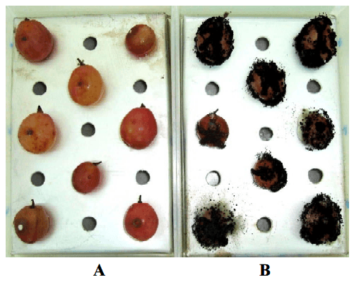 Biological control strategies of mycotoxigenic fungi and associated mycotoxins in Mediterranean basin crops - Image 2