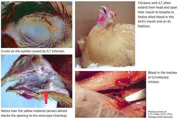 Infectious Laryngotracheitis - Image 1