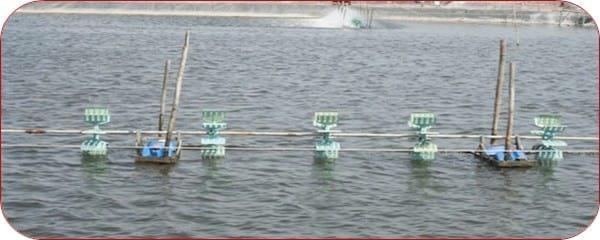 Management Practice of Vannamei Shrimp culture ponds with High Stocking Density & Zero Water Exchange in Purba Medinapur Dist.of W.Bengal, India, in relation to Growth, Survivals and Water quality - Image 4