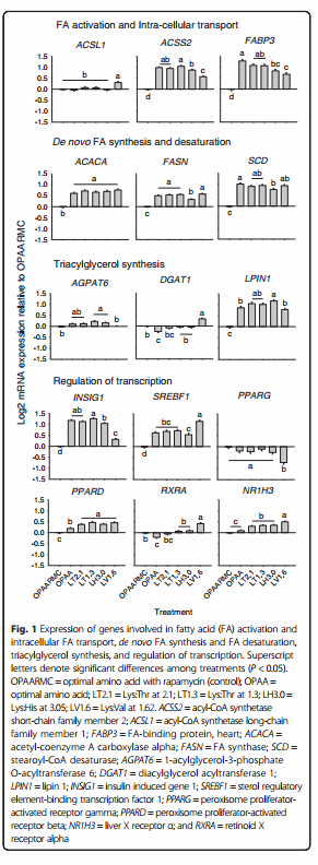 Essential amino acid ratios and mTOR affect lipogenic gene networks and miRNA expression in bovine mammary epithelial cells - Image 2