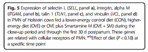 Peripartal rumen-protected methionine supplementation to higher energy diets elicits positive effects on blood neutrophil gene networks, performance and liver lipid content in dairy cows - Image 12