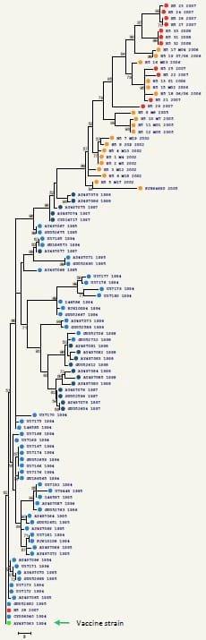 Impact of antigenic and genetic drift on the serologic surveillance of H5N2 avian influenza viruses - Image 1