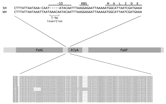 Comparison of Brachyspira hyodysenteriae Isolates Recovered from Pigs in Apparently Healthy Multiplier Herds with Isolates from Herds with Swine Dysentery - Image 8