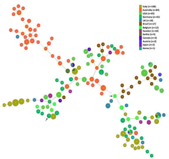 Comparison of Brachyspira hyodysenteriae Isolates Recovered from Pigs in Apparently Healthy Multiplier Herds with Isolates from Herds with Swine Dysentery - Image 5