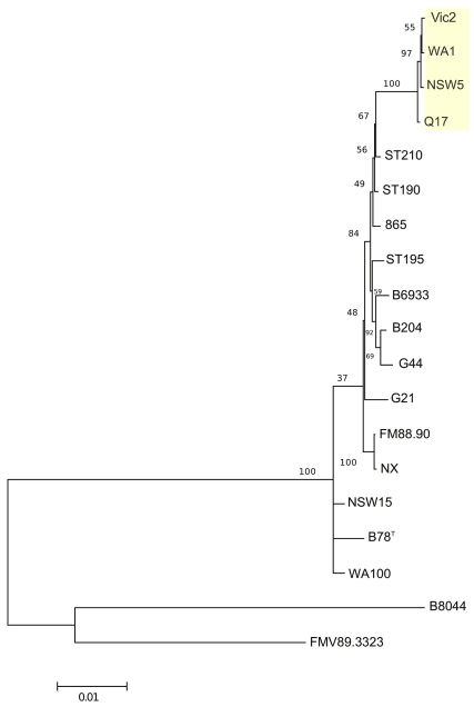 Analysis of Multiple Brachyspira hyodysenteriae Genomes Confirms That the Species Is Relatively Conserved but Has Potentially Important Strain Variation - Image 11