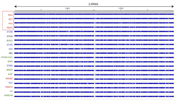 Analysis of Multiple Brachyspira hyodysenteriae Genomes Confirms That the Species Is Relatively Conserved but Has Potentially Important Strain Variation - Image 7
