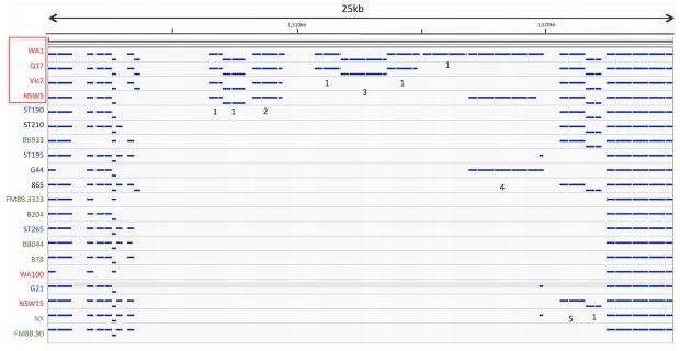 Analysis of Multiple Brachyspira hyodysenteriae Genomes Confirms That the Species Is Relatively Conserved but Has Potentially Important Strain Variation - Image 8
