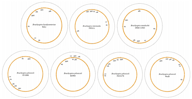 The pathogenic intestinal spirochaete Brachyspira pilosicoli forms a diverse recombinant species demonstrating some local clustering of related strains and potential for zoonotic spread - Image 7