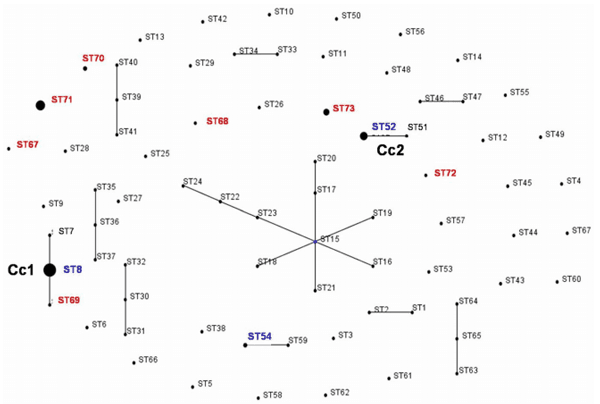 Dissemination of Clonal Groups of Brachyspira hyodysenteriae amongst Pig Farms in Spain, and Their Relationships to Isolates from Other Countries - Image 6